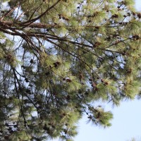 Pinus caribaea Morelet